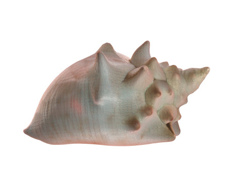 Conch shell v3 3D Model