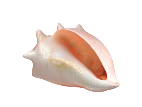 Conch shell v3 3D Model
