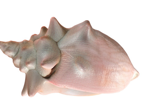 Conch shell v3 3D Model