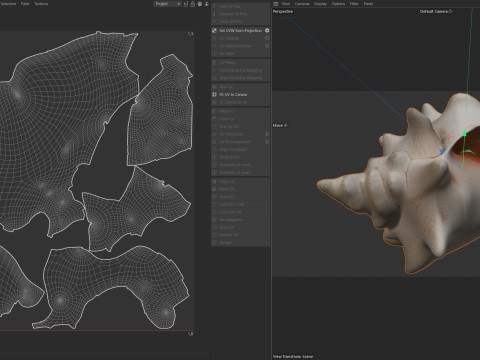 Conch shell v3 3D Model