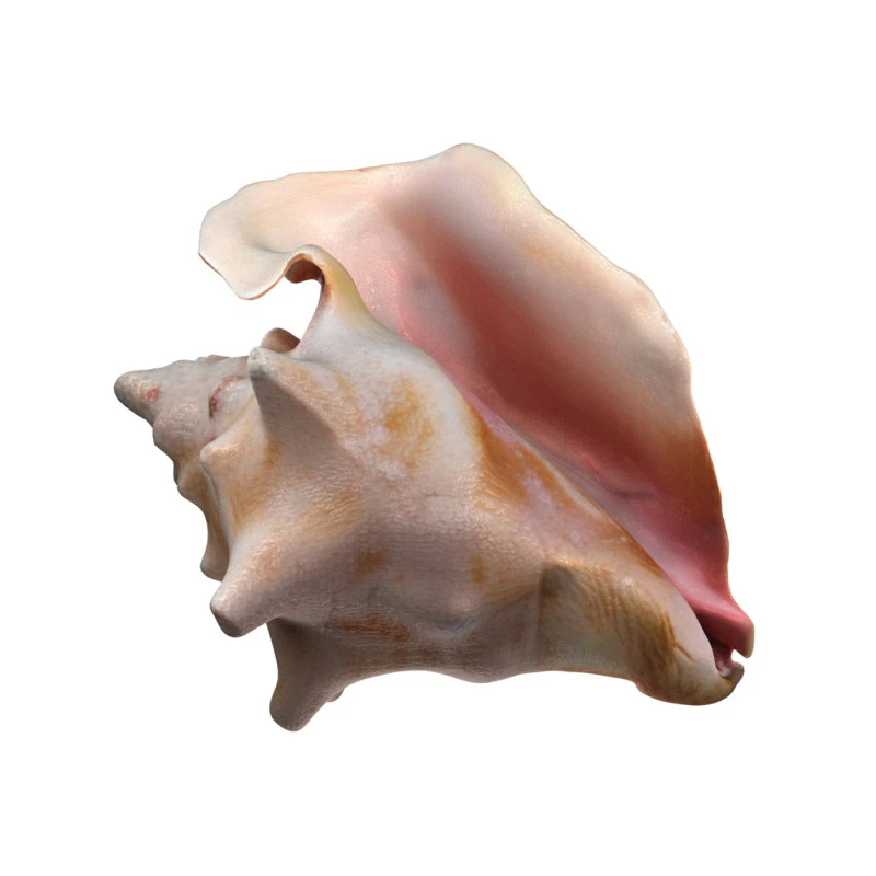 Conch shell v4 3D Model .c4d .max .obj .3ds .fbx .stl .blend 