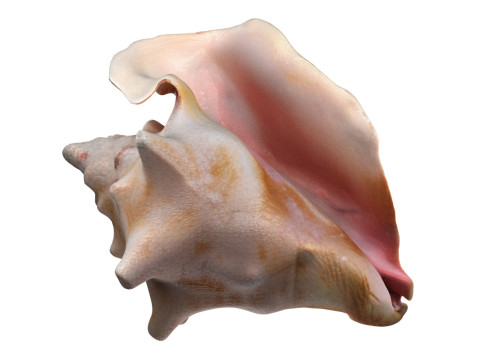 Conch shell v4 3D-Modell
