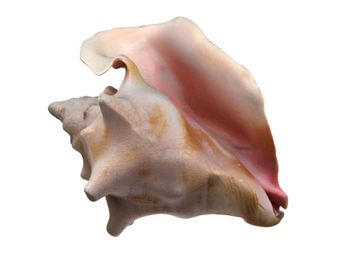 Conch shell v4 3D Model
