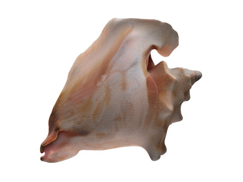 Conch shell v4 Modello 3D