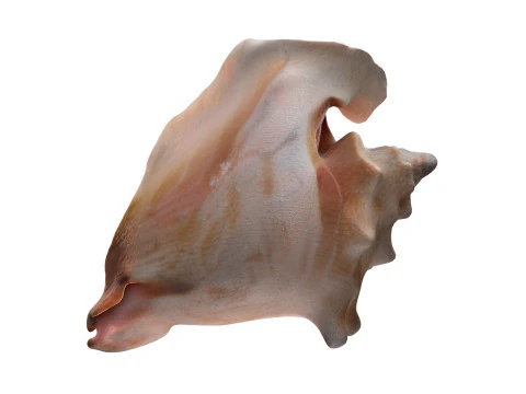 Conch shell v4 3D Model