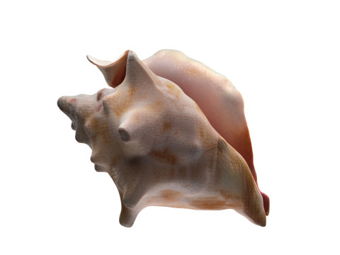 Conch shell v4 Modello 3D