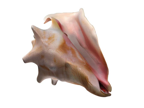 Conch shell v4 3D Model