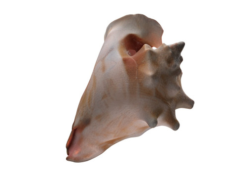 Conch shell v4 Modello 3D