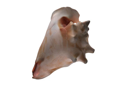 Conch shell v4 3D Model