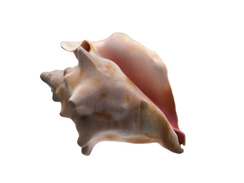 Conch shell v4 Modello 3D