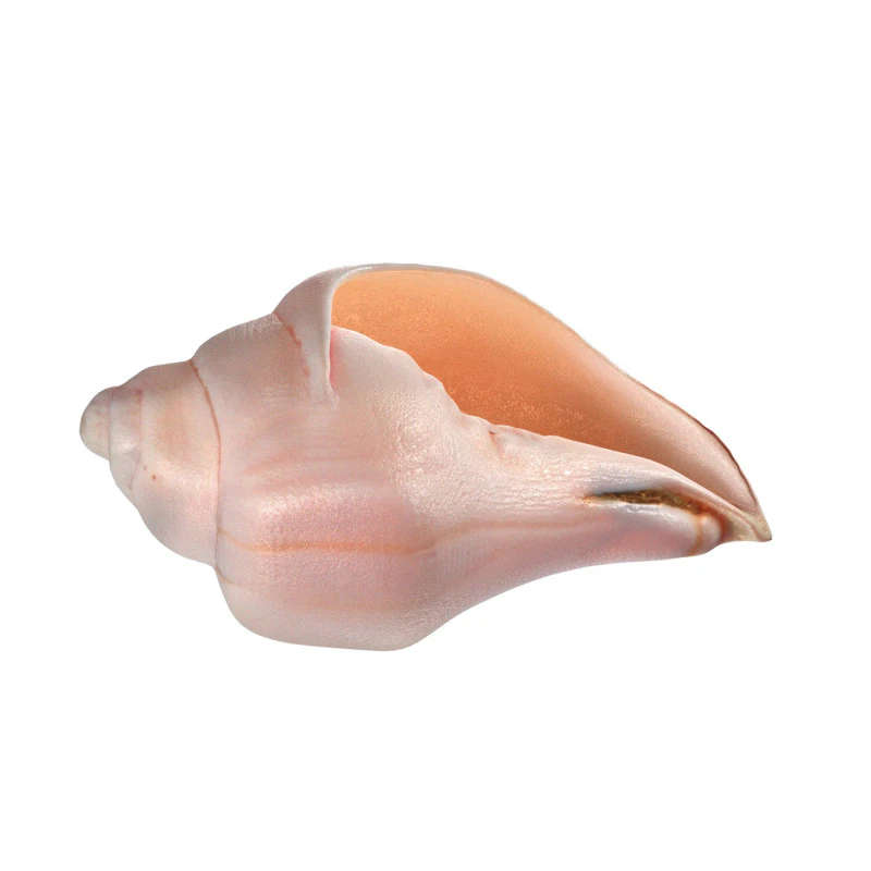 Conch shell v5 3D Model .c4d .max .obj .3ds .fbx .stl .blend 
