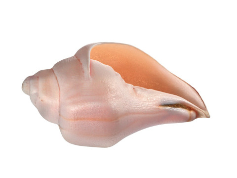 Conch shell v5 3D-Modell