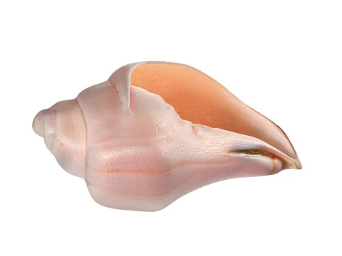 Conch shell v5 3D Model