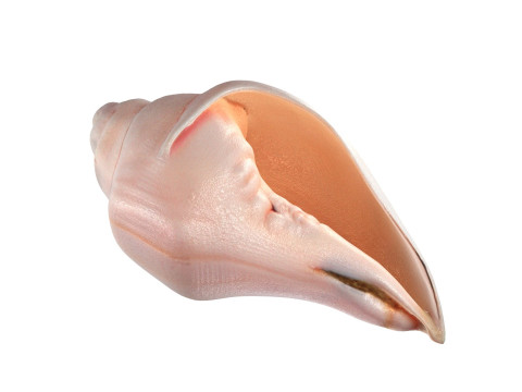 Conch shell v5 Modelo 3D