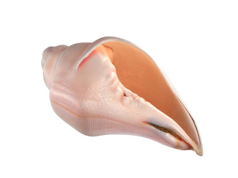 Conch shell v5 3D Model
