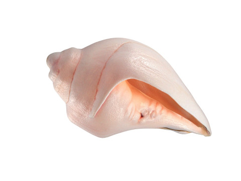 Conch shell v5 Modelo 3D