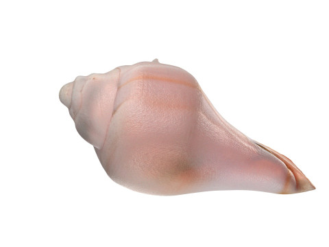 Conch shell v5 Modelo 3D