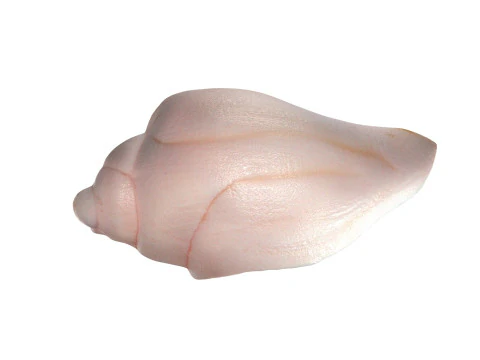Conch shell v5 3D Model
