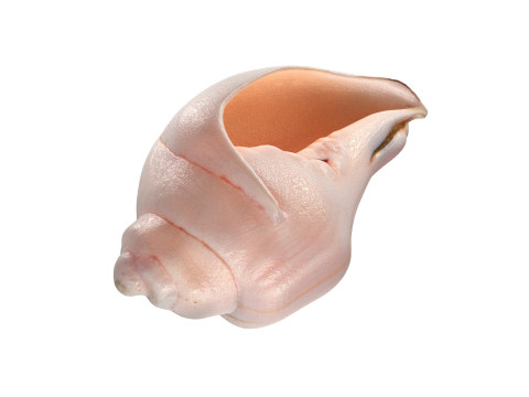 Conch shell v5 Modelo 3D