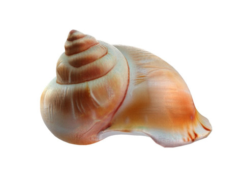Conch shell v6 3D-Modell