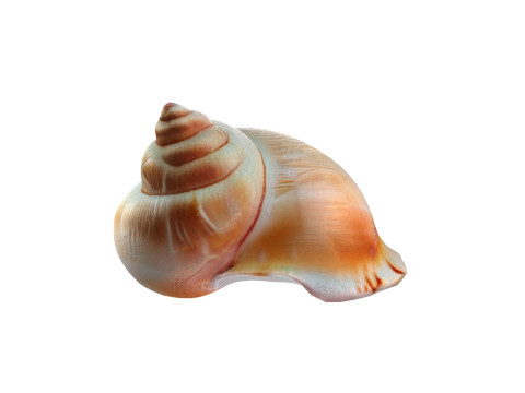 Conch shell v6 3D-Modell