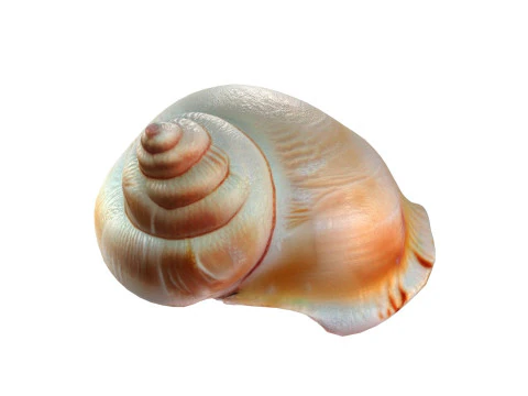 Muschelschale v6 3D Modell