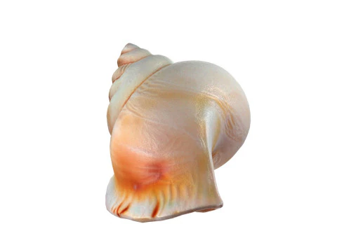 Muschelschale v6 3D Modell