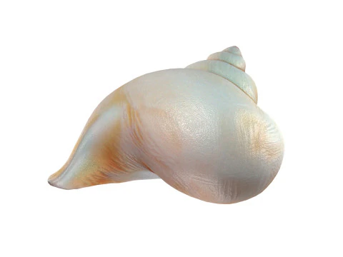 Muschelschale v6 3D Modell