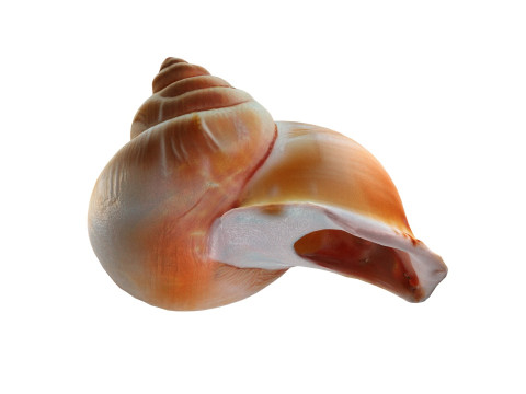 Conch shell v6 3D-Modell