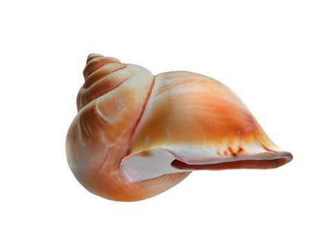 Muschelschale v6 3D Modell