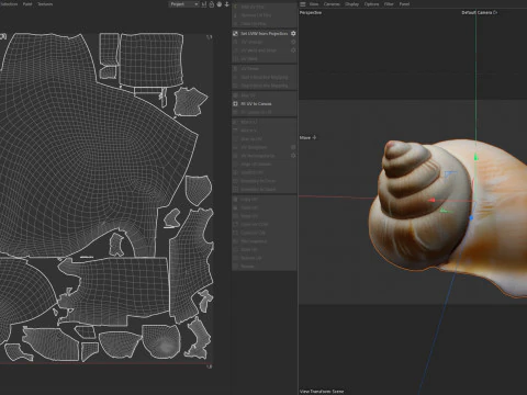 Muschelschale v6 3D Modell