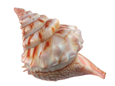 Conch shell v7 3D-Modell