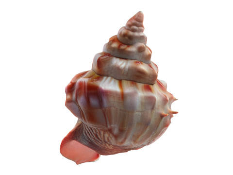 Conch shell v7 3D Model