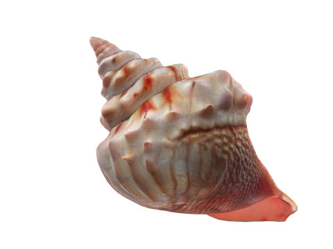 Conch shell v7 3D Model