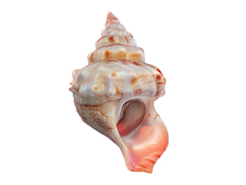 法螺貝 v7 3Dモデル