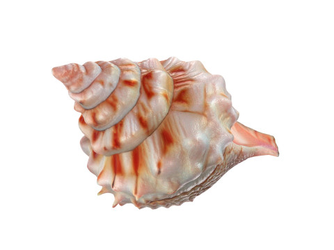 Conch shell v7 3D Model