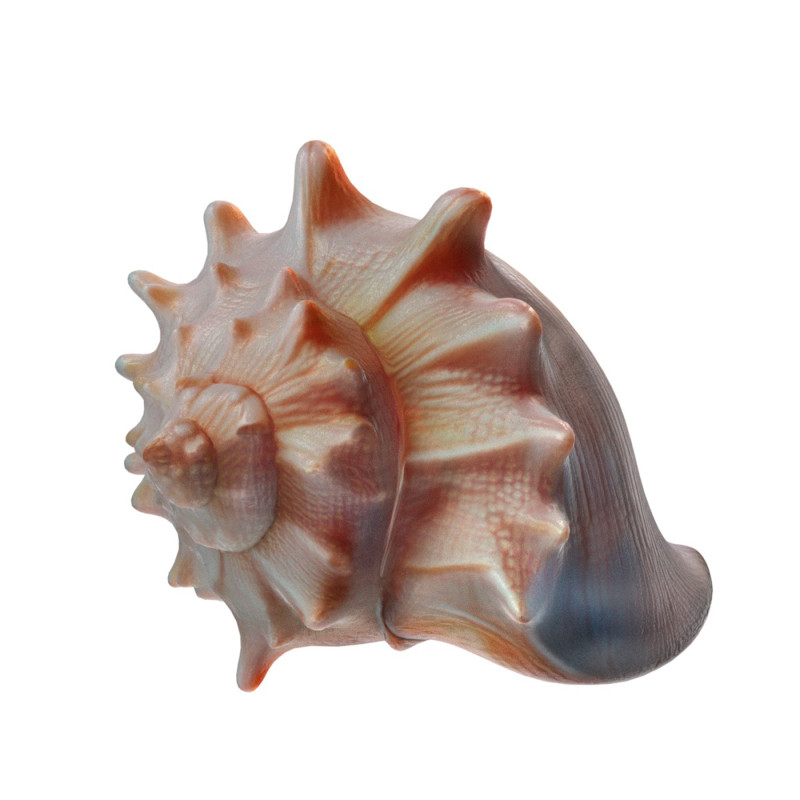 Conch shell v8 3D Model .c4d .max .obj .3ds .fbx .stl .blend