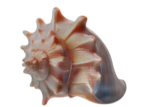 Conch shell v8 3D-Modell