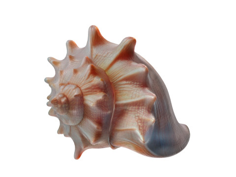 Conch shell v8 3D Model