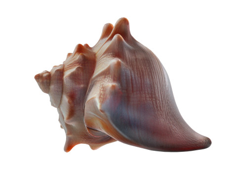 Conch shell v8 3D Model