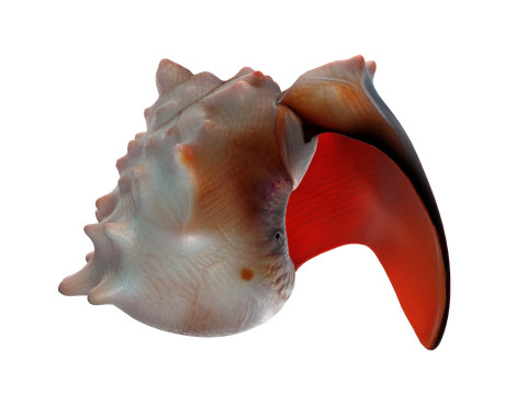 Conch shell v8 3D Model