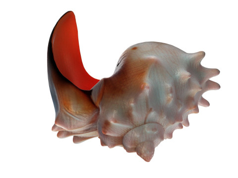 Conch shell v8 3D Model