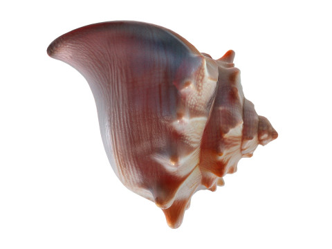 Conch shell v8 3D Model
