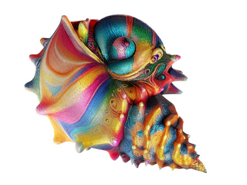 Coquille de conque v9 Modèle 3D