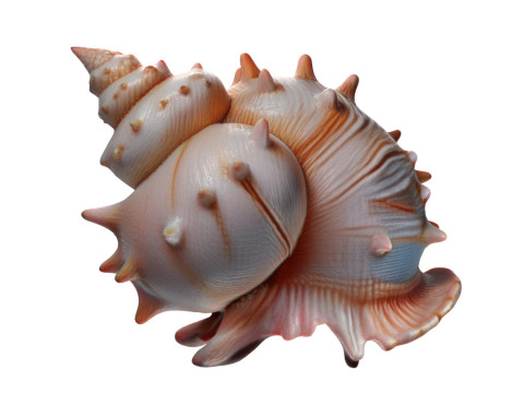 Conch shell v10 3D-Modell