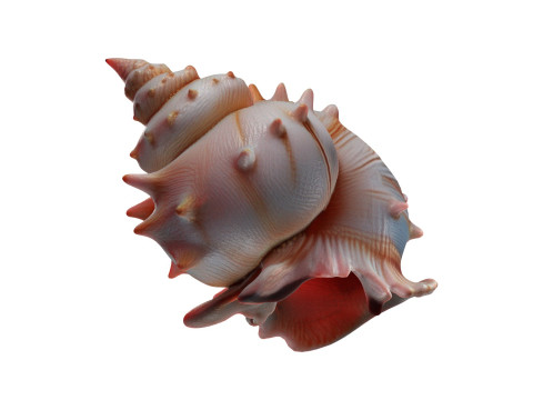 Conch shell v10 3D Model