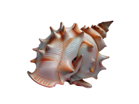 Conch shell v10 3D Model
