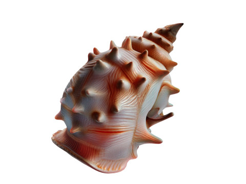 Conch shell v10 3D Model