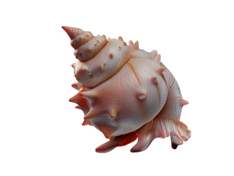 Conch shell v10 3D Model
