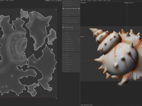 Conch shell v10 3D Model
